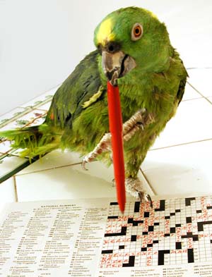 Parrot Working Crossword Puzzle